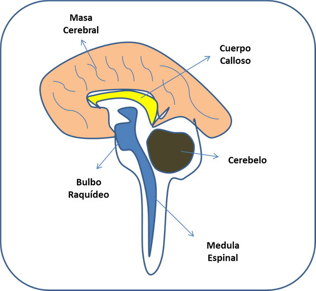 Mejorar la hipertensión intracraneal